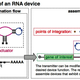 Image for article titled Engineer Your Body Functions with Programmable RNA